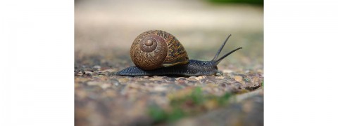 snail